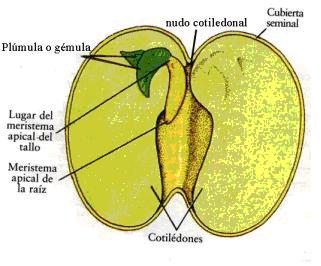 Características - características de los arboles frutales